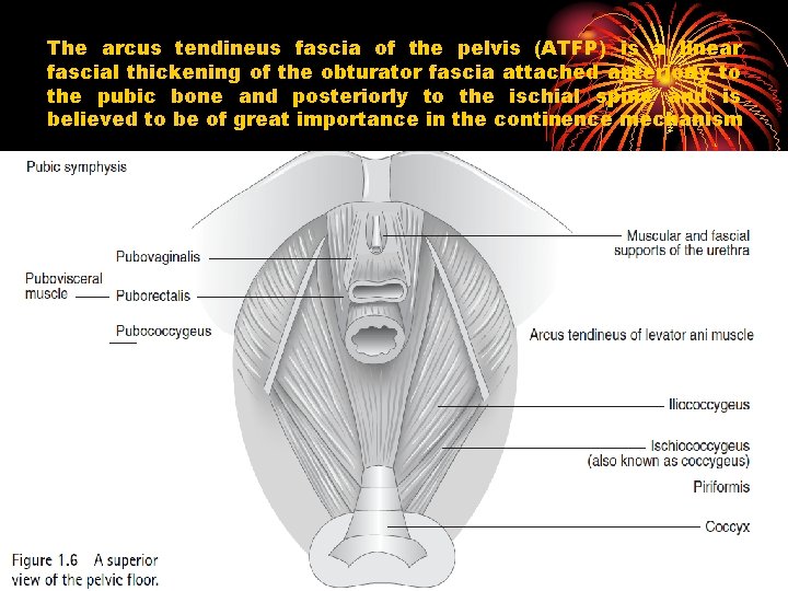 The arcus tendineus fascia of the pelvis (ATFP) is a linear fascial thickening of