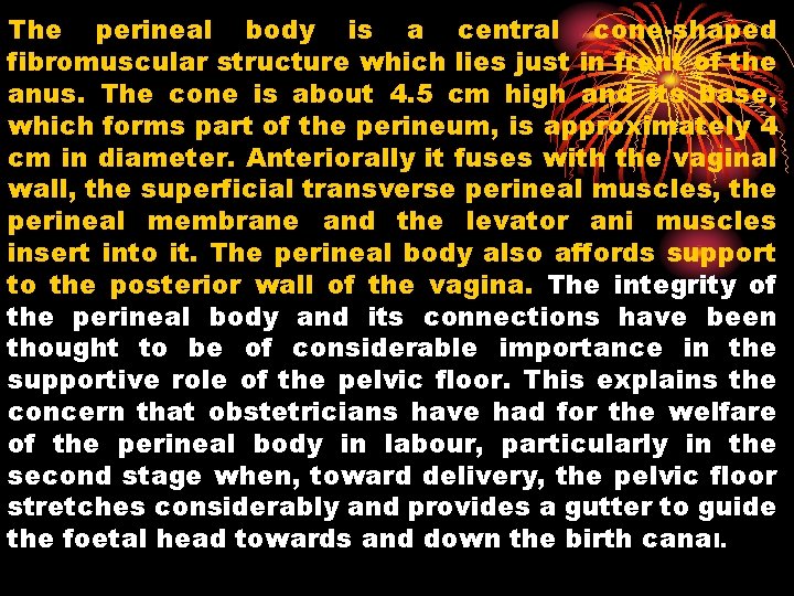 The perineal body is a central cone-shaped fibromuscular structure which lies just in front