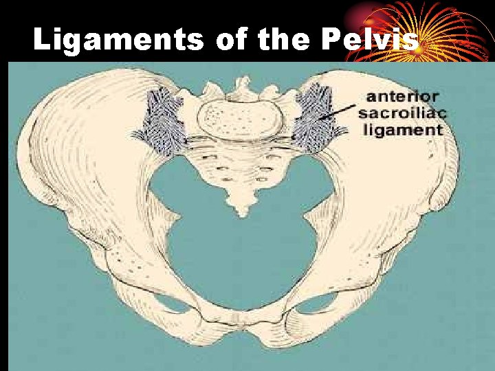 Ligaments of the Pelvis 