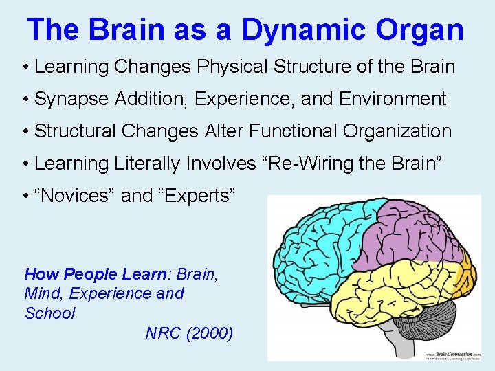 The Brain as a Dynamic Organ • Learning Changes Physical Structure of the Brain