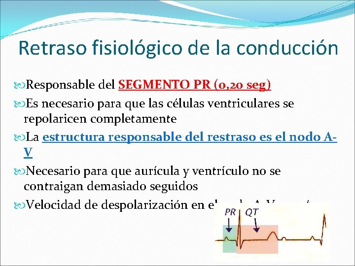 Retraso fisiológico de la conducción Responsable del SEGMENTO PR (0, 20 seg) Es necesario