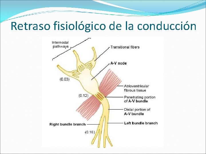 Retraso fisiológico de la conducción 