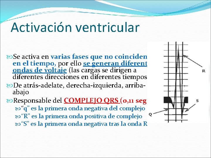 Activación ventricular Se activa en varias fases que no coinciden en el tiempo, por