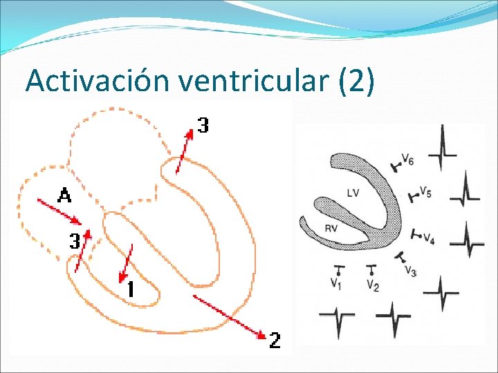 Activación ventricular (2) 