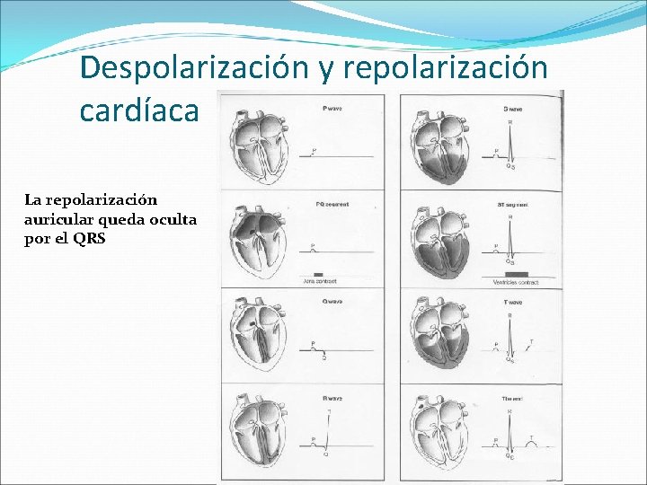 Despolarización y repolarización cardíaca La repolarización auricular queda oculta por el QRS 