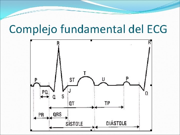 Complejo fundamental del ECG 