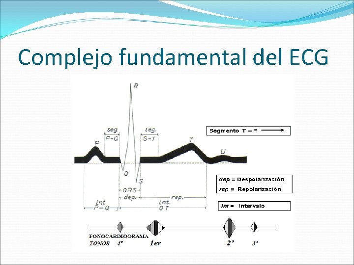 Complejo fundamental del ECG 