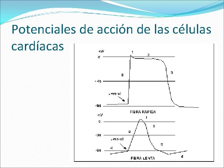 Potenciales de acción de las células cardíacas 