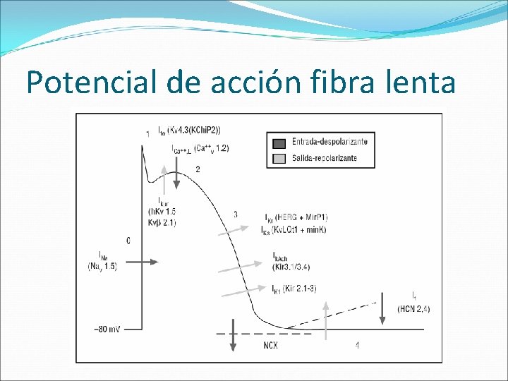 Potencial de acción fibra lenta 