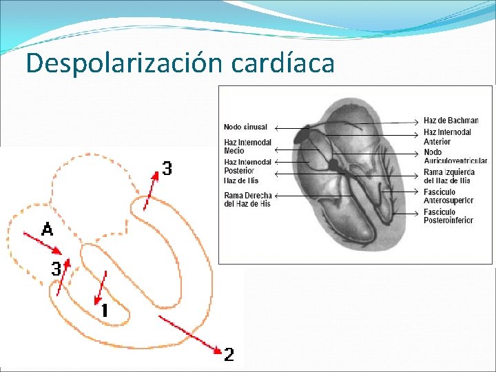 Despolarización cardíaca 