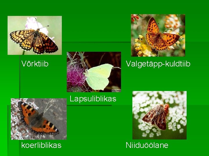 Võrktiib Valgetäpp-kuldtiib Lapsuliblikas koerliblikas Niiduöölane 
