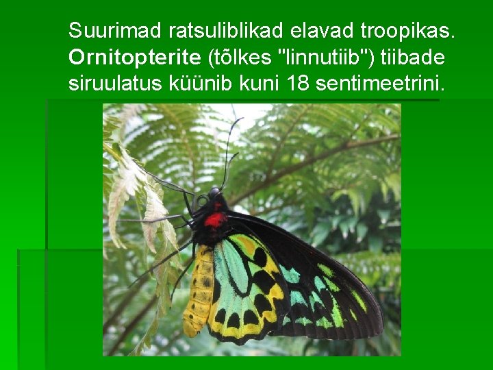 Suurimad ratsuliblikad elavad troopikas. Ornitopterite (tõlkes "linnutiib") tiibade siruulatus küünib kuni 18 sentimeetrini. 