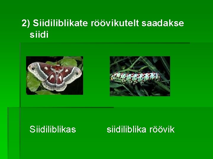 2) Siidiliblikate röövikutelt saadakse siidi Siidiliblikas siidiliblika röövik 