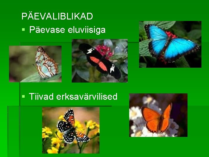 PÄEVALIBLIKAD § Päevase eluviisiga § Tiivad erksavärvilised 