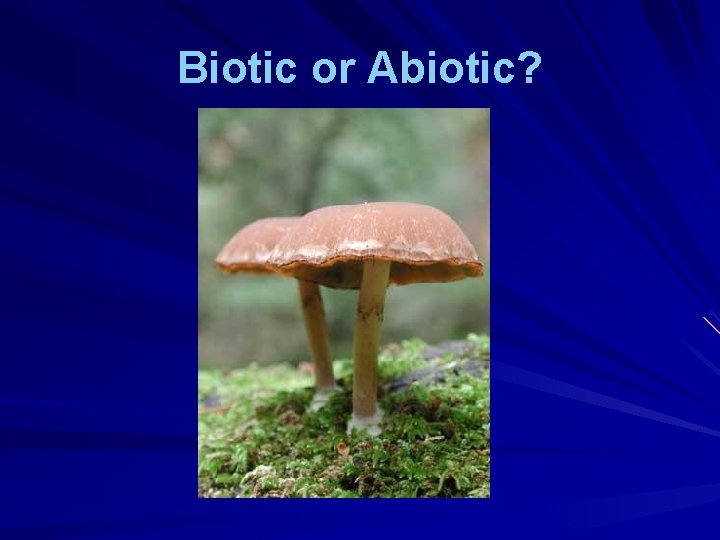 Biotic or Abiotic? 