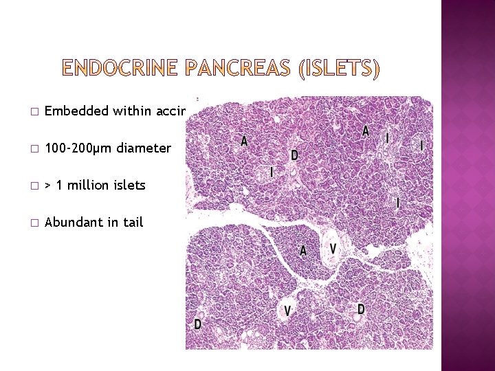 � Embedded within accini � 100 -200µm diameter � > 1 million islets �