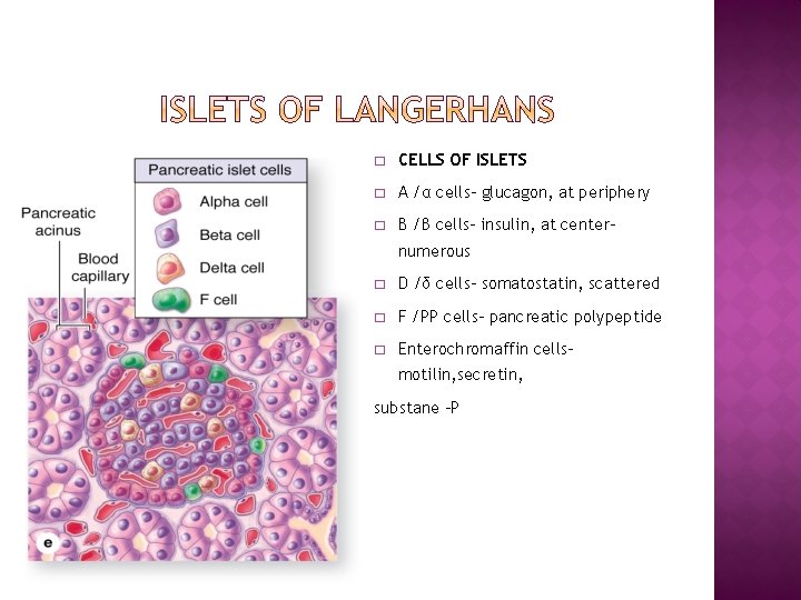 � CELLS OF ISLETS � A /α cells- glucagon, at periphery � B /β