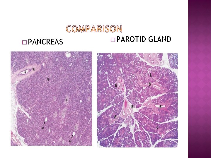 � PANCREAS � PAROTID GLAND 