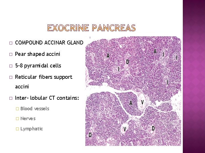 � COMPOUND ACCINAR GLAND � Pear shaped accini � 5 -8 pyramidal cells �