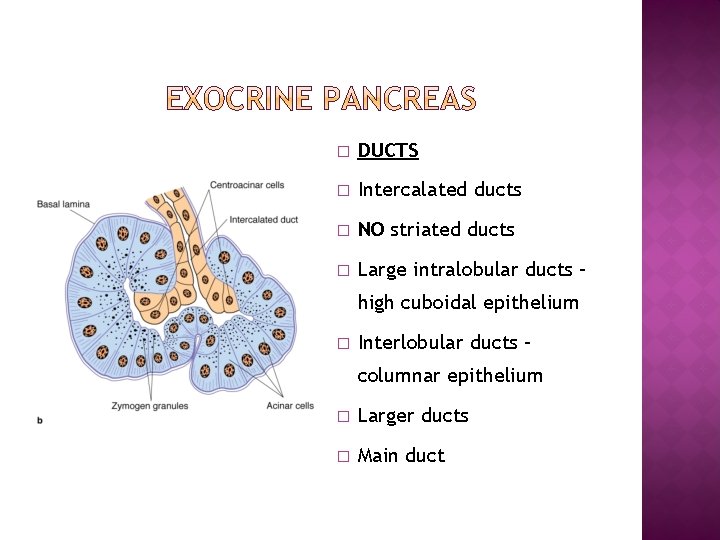 � DUCTS � Intercalated ducts � NO striated ducts � Large intralobular ducts –