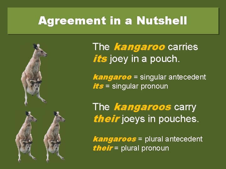 Agreement in a Nutshell The kangaroo carries its joey in a pouch. kangaroo =