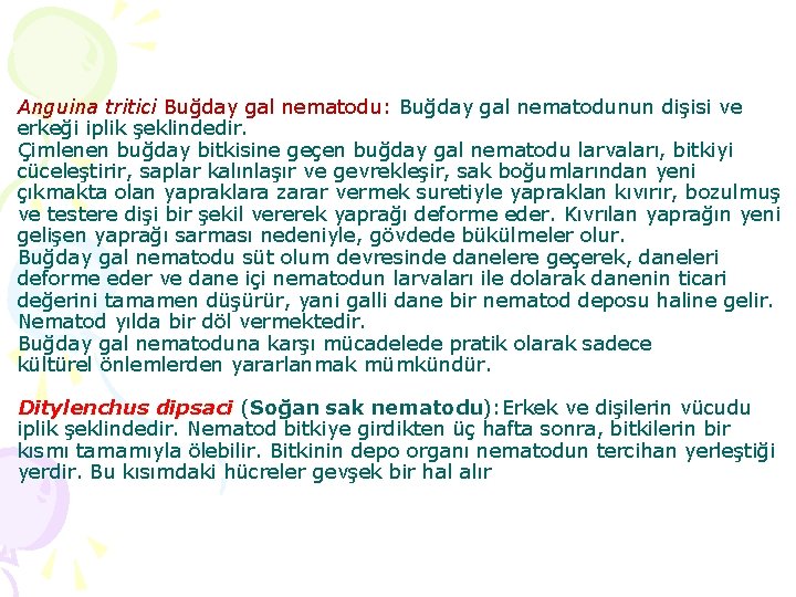 Anguina tritici Buğday gal nematodu: Buğday gal nematodunun dişisi ve erkeği iplik şeklindedir. Çimlenen