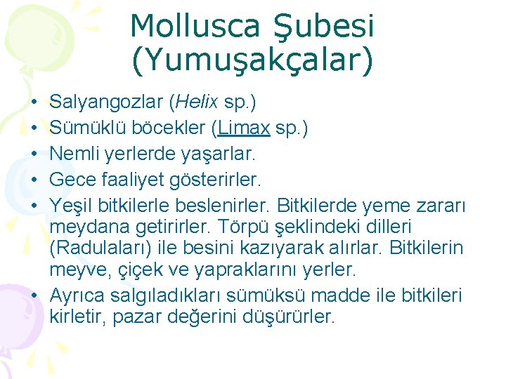 Mollusca Şubesi (Yumuşakçalar) • • • Salyangozlar (Helix sp. ) Sümüklü böcekler (Limax sp.