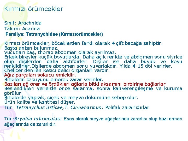 Kırmızı örümcekler Sınıf: Arachnida Takım: Acarina Familya: Tetranychidae (Kırmızıörümcekler) Kırmızı örümcekler, böceklerden farklı olarak