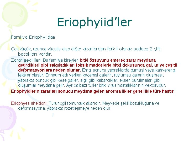 Eriophyiid’ler Familya: Eriophyiidae Çok küçük, uzunca vücutlu olup diğer akarlardan farklı olarak sadece 2