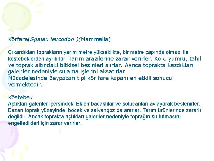 Körfare(Spalax leucodon )(Mammalia) Çıkardıkları toprakların yarım metre yükseklikte, bir metre çapında olması ile köstebeklerden