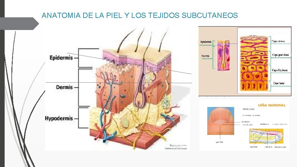 ANATOMIA DE LA PIEL Y LOS TEJIDOS SUBCUTANEOS 