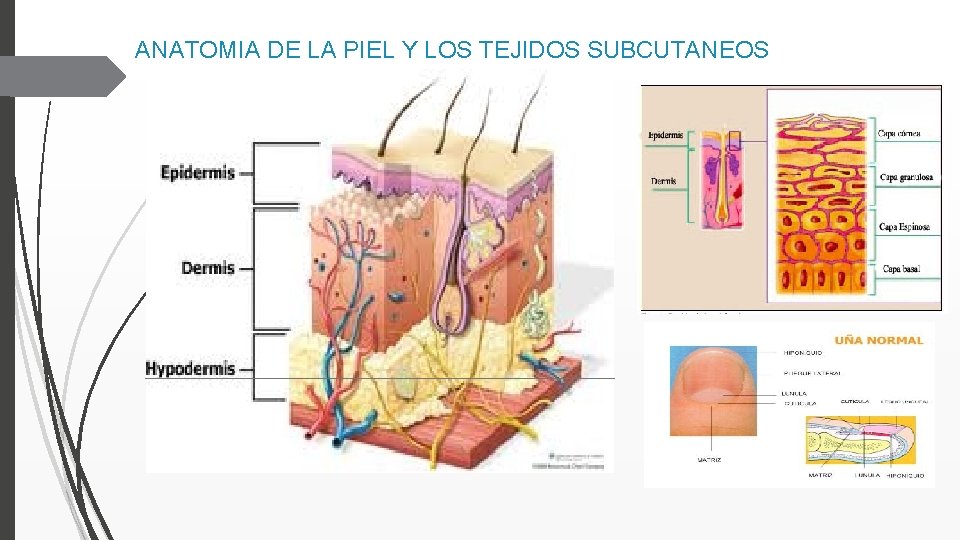 ANATOMIA DE LA PIEL Y LOS TEJIDOS SUBCUTANEOS 