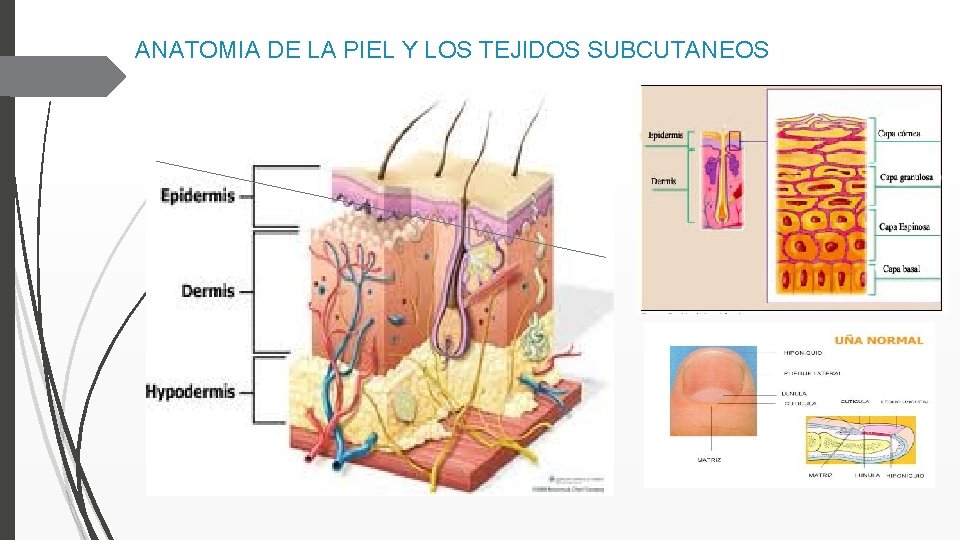 ANATOMIA DE LA PIEL Y LOS TEJIDOS SUBCUTANEOS 