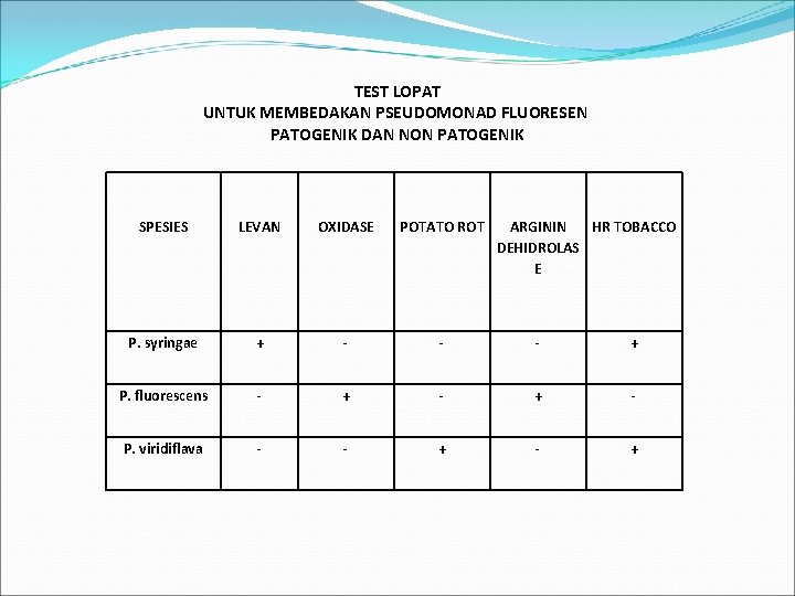 TEST LOPAT UNTUK MEMBEDAKAN PSEUDOMONAD FLUORESEN PATOGENIK DAN NON PATOGENIK SPESIES LEVAN OXIDASE POTATO