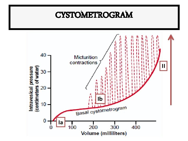 CYSTOMETROGRAM II Ib Ia 