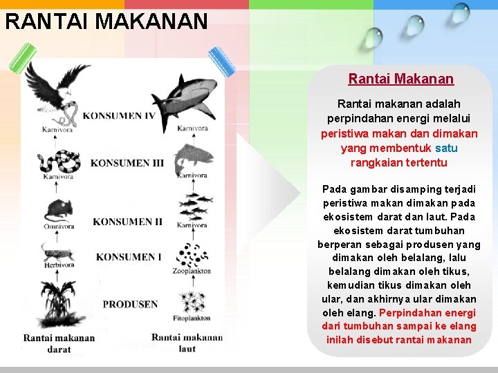 RANTAI MAKANAN Rantai Makanan Rantai makanan adalah perpindahan energi melalui peristiwa makan dimakan yang