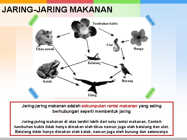 JARING-JARING MAKANAN Jaring-jaring makanan adalah sekumpulan rantai makanan yang saling berhubungan seperti membentuk jaring