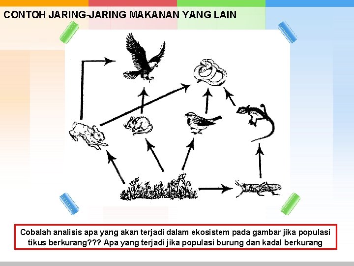 CONTOH JARING-JARING MAKANAN YANG LAIN Cobalah analisis apa yang akan terjadi dalam ekosistem pada