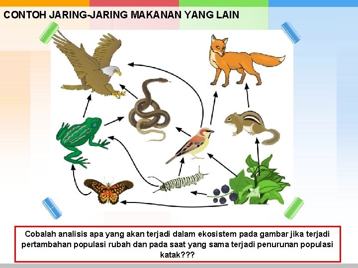 CONTOH JARING-JARING MAKANAN YANG LAIN Cobalah analisis apa yang akan terjadi dalam ekosistem pada