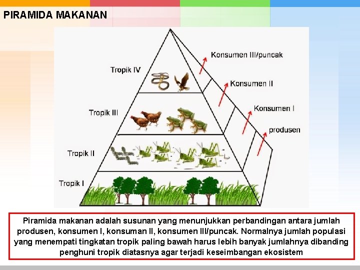 PIRAMIDA MAKANAN Piramida makanan adalah susunan yang menunjukkan perbandingan antara jumlah produsen, konsumen I,