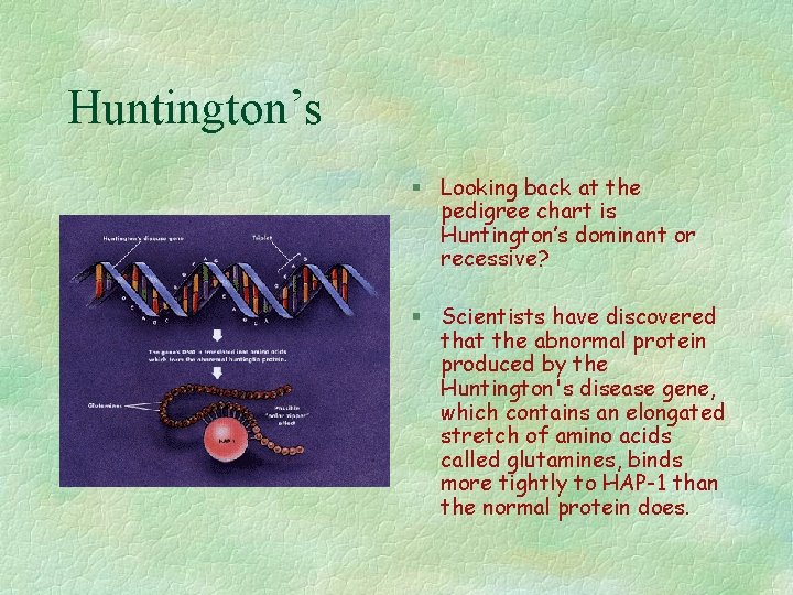 Huntington’s § Looking back at the pedigree chart is Huntington’s dominant or recessive? §