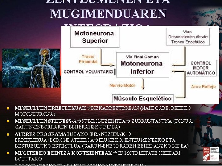 ZENTZUMENEN ETA MUGIMENDUAREN INTEGRAZIOA n n MUSKULUEN ERREFLEXUAK BIZKARREZURREAN (NAHI GABE, BEHEKO MOTONEURONA) MUSKULUEN