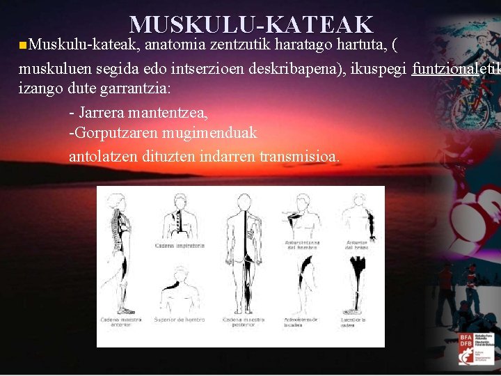 MUSKULU-KATEAK n. Muskulu-kateak, anatomia zentzutik haratago hartuta, ( muskuluen segida edo intserzioen deskribapena), ikuspegi