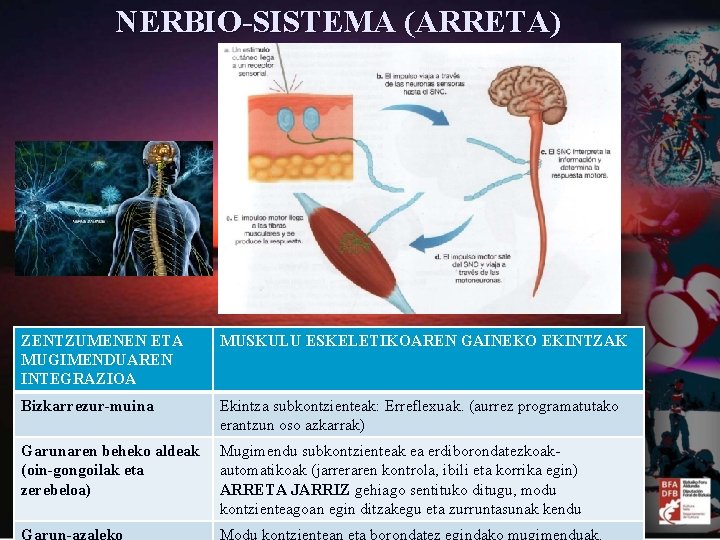 NERBIO-SISTEMA (ARRETA) ZENTZUMENEN ETA MUGIMENDUAREN INTEGRAZIOA MUSKULU ESKELETIKOAREN GAINEKO EKINTZAK Bizkarrezur-muina Ekintza subkontzienteak: Erreflexuak.