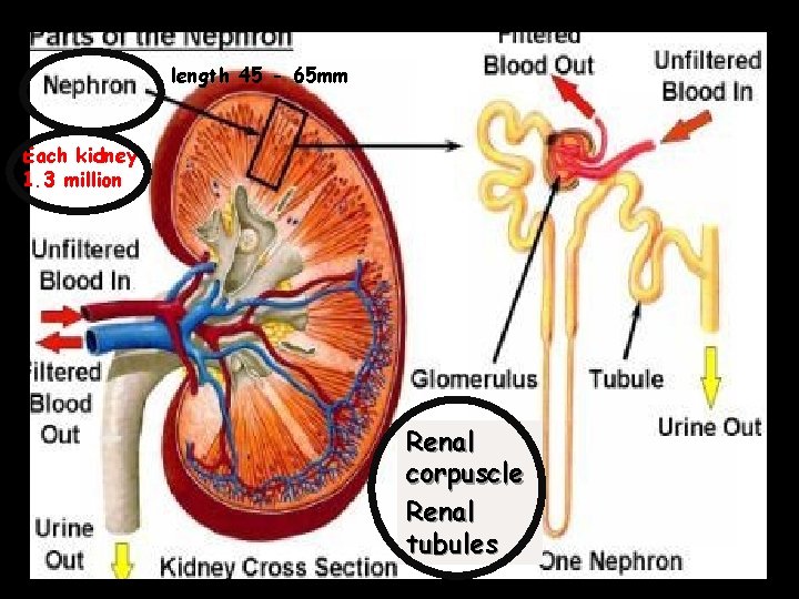 length 45 - 65 mm Each kidney 1. 3 million Renal corpuscle Renal tubules