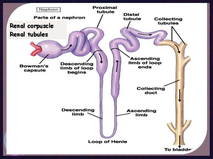 Renal corpuscle Renal tubules 