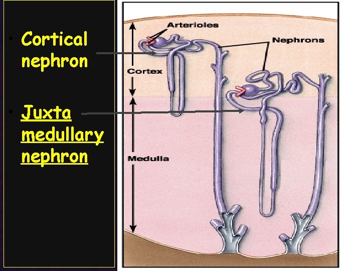  • Cortical nephron • Juxta medullary nephron 