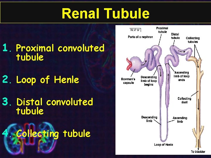 Renal Tubule 1. Proximal convoluted tubule 2. Loop of Henle 3. Distal convoluted tubule