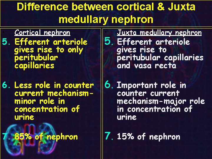 Difference between cortical & Juxta medullary nephron • Cortical nephron 5. Efferent arteriole gives