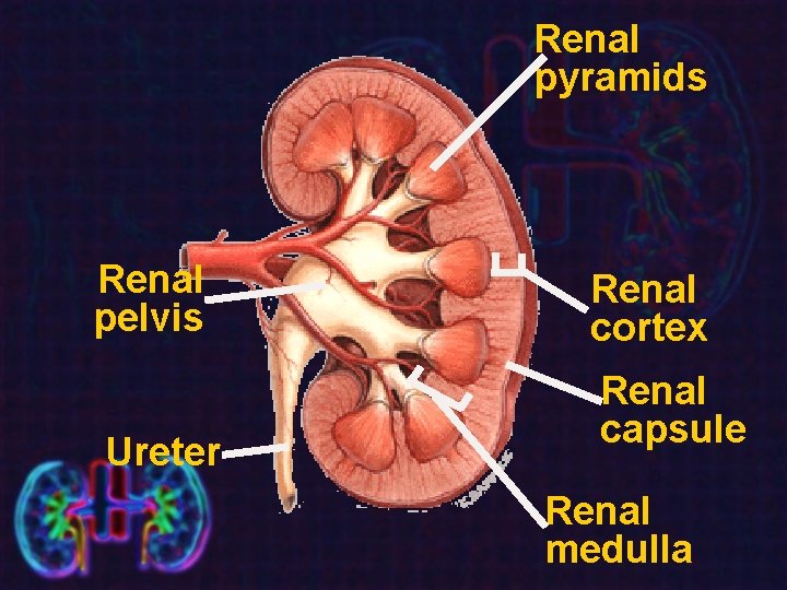 Renal pyramids Renal pelvis Ureter Renal cortex Renal capsule Renal medulla 